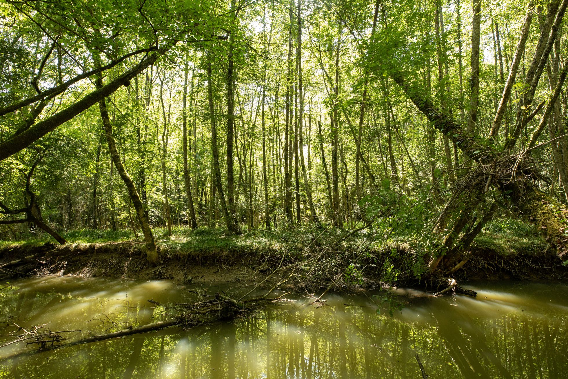 Boisements rivulaires ©Communauté Pays Basque_ CarolePro