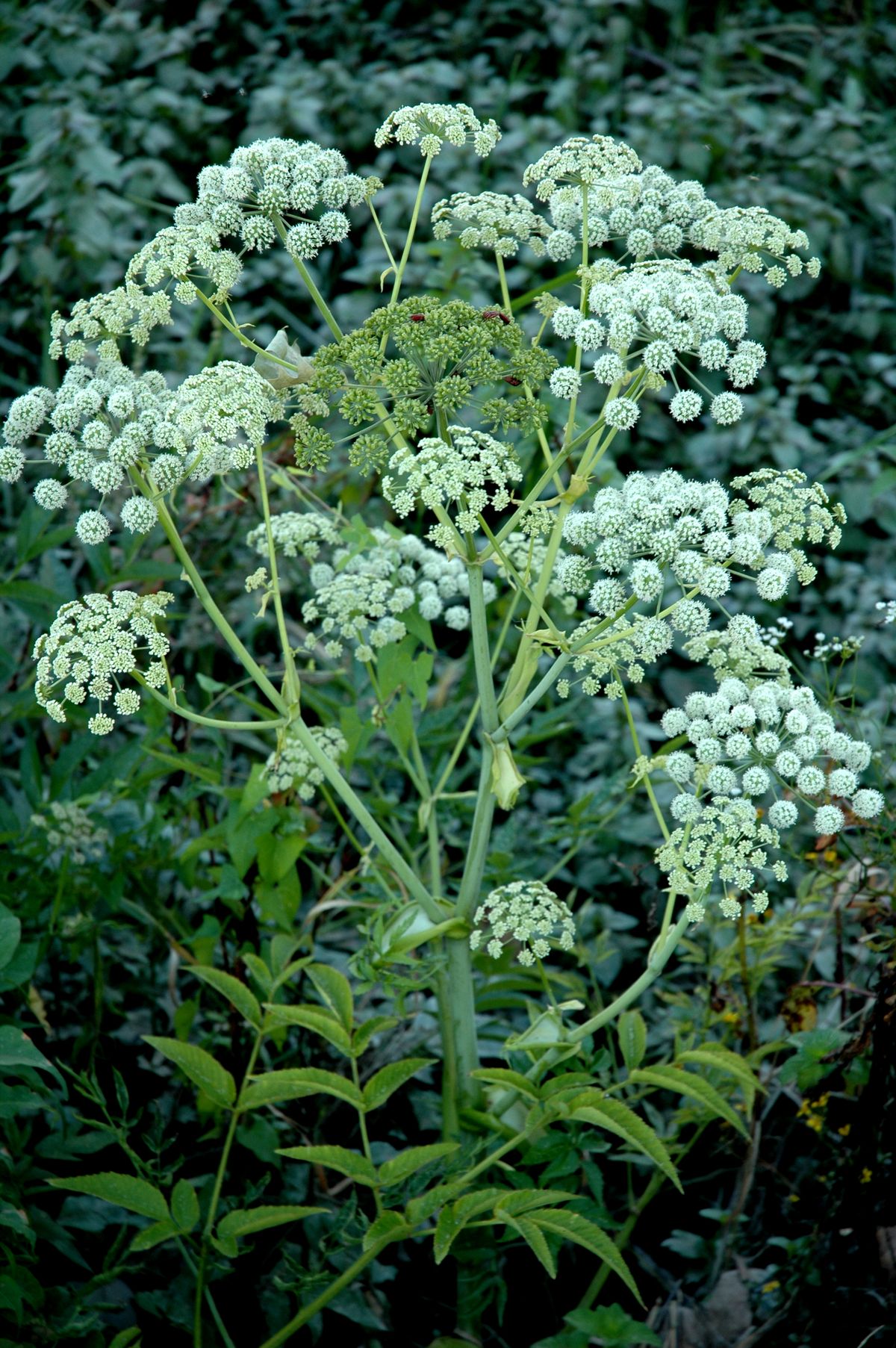 Angélique des estuaires (Angelica heterocarpa) - Crédit : Frédéric Blanchard – CBNSA