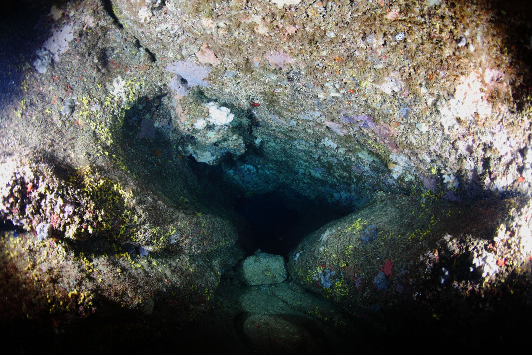 Champs de Gelidium et de Cystoseires - Crédit : © Marie-Noëlle de Casamajor