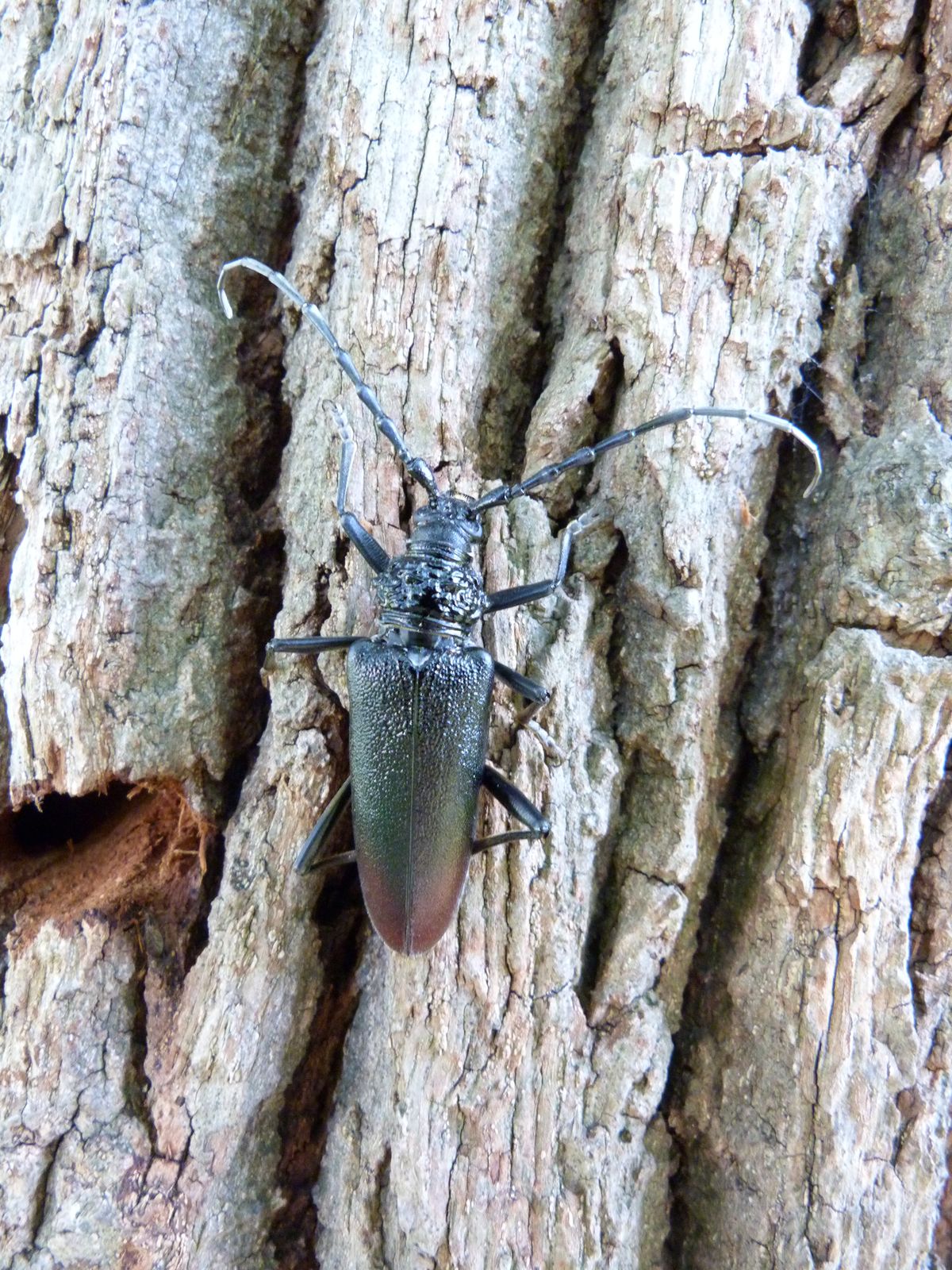 Grand Capricorne (Cerambyx cerdo) - Crédit : Tangi LE MOAL - CEN Nouvelle-Aquitaine