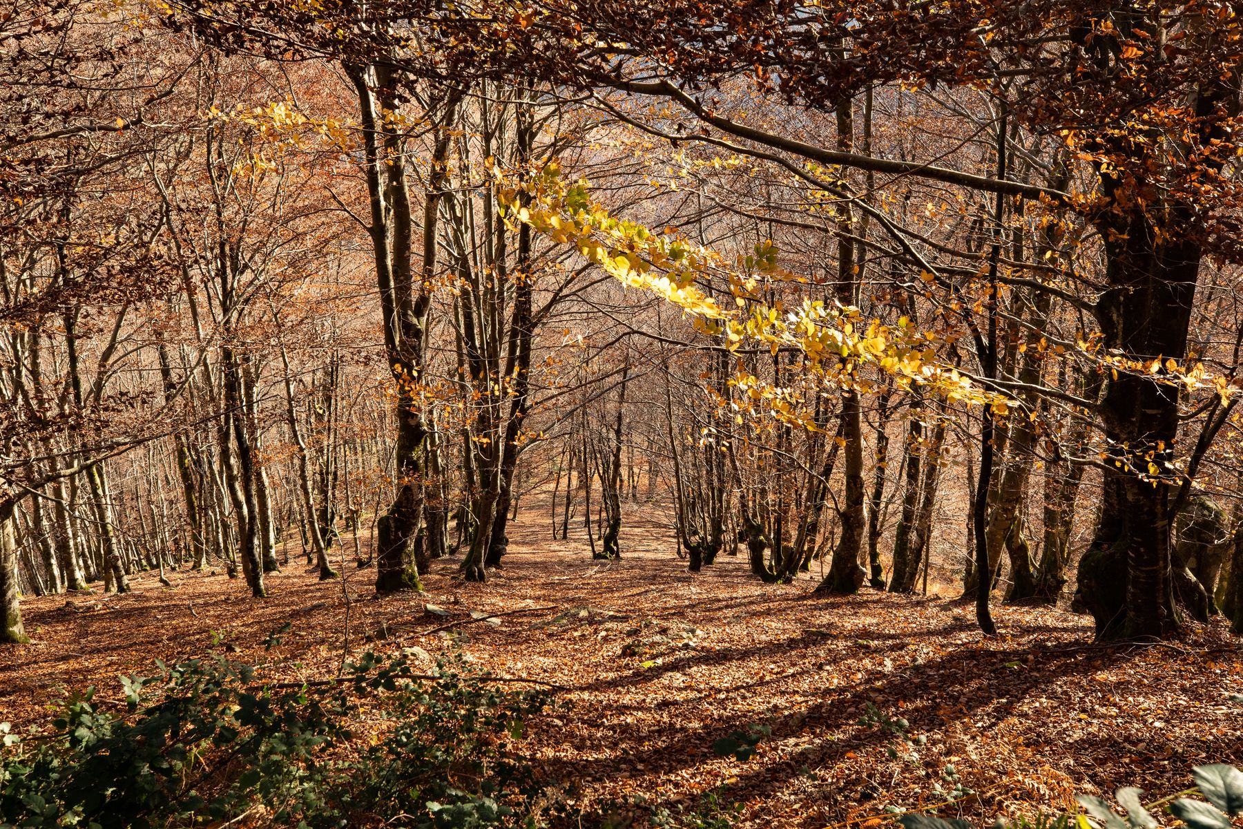 Forêt sur la route d'Elorrieta à Banca - Crédit : ©Communauté Pays Basque_ CarolePro