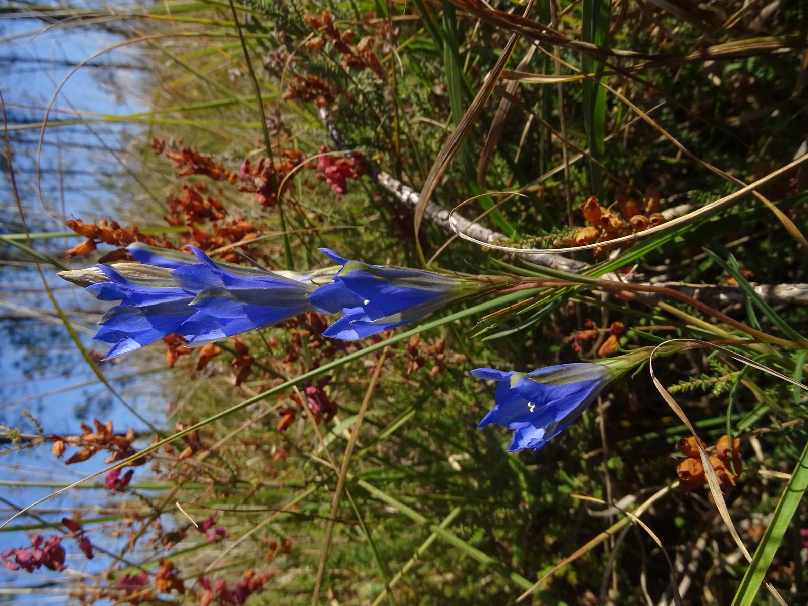 Gentiane pneumonanthe - Crédit : Josselin Dufay – CBNSA