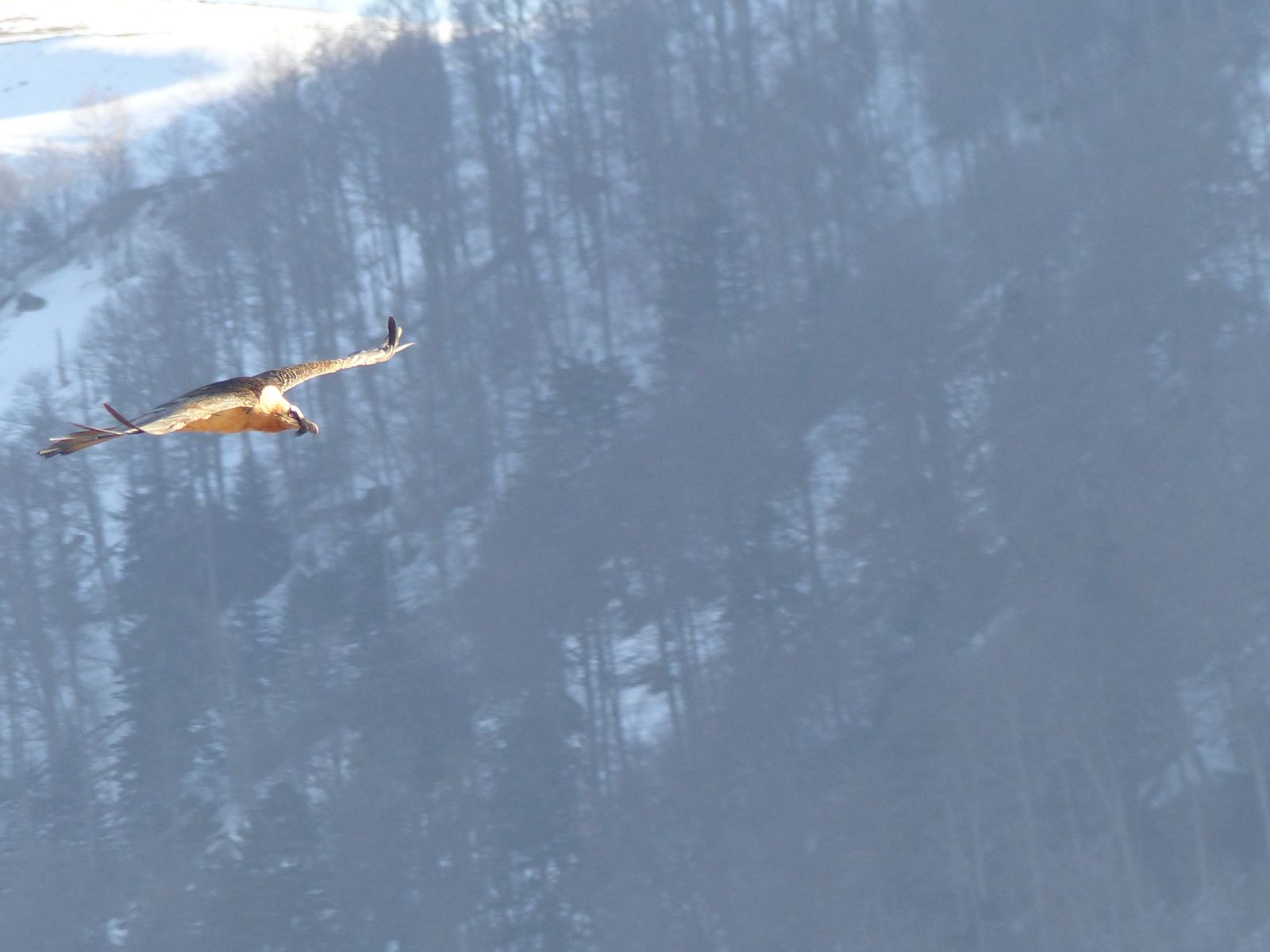 Gypaète barbu (Gypaetus barbatus) - Crédit : Bailleux Gilles