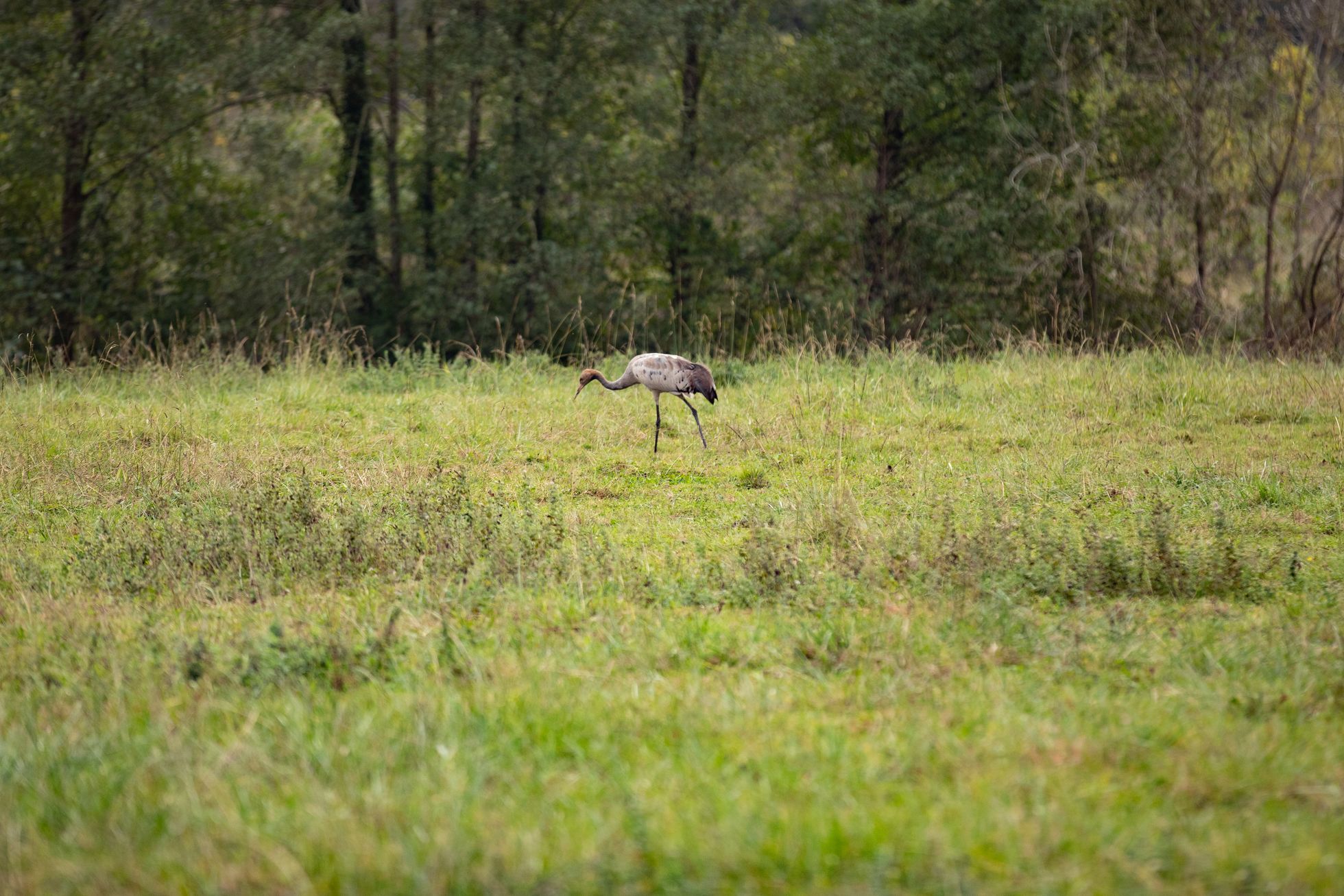 HERON CENDRE