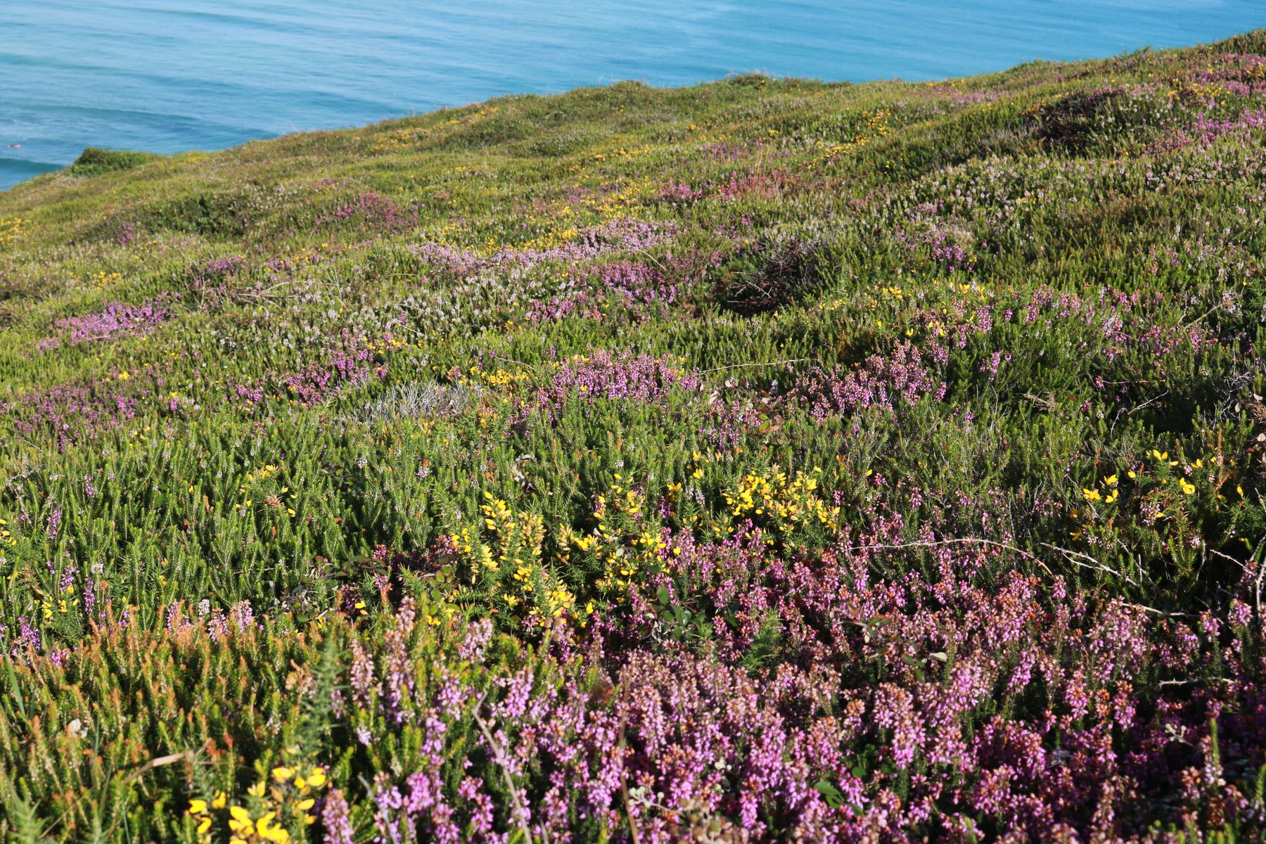 Lande maritime de Grémil prostré (Glandora prostrata) - Crédit : Néhémie Meslage - CBNSA