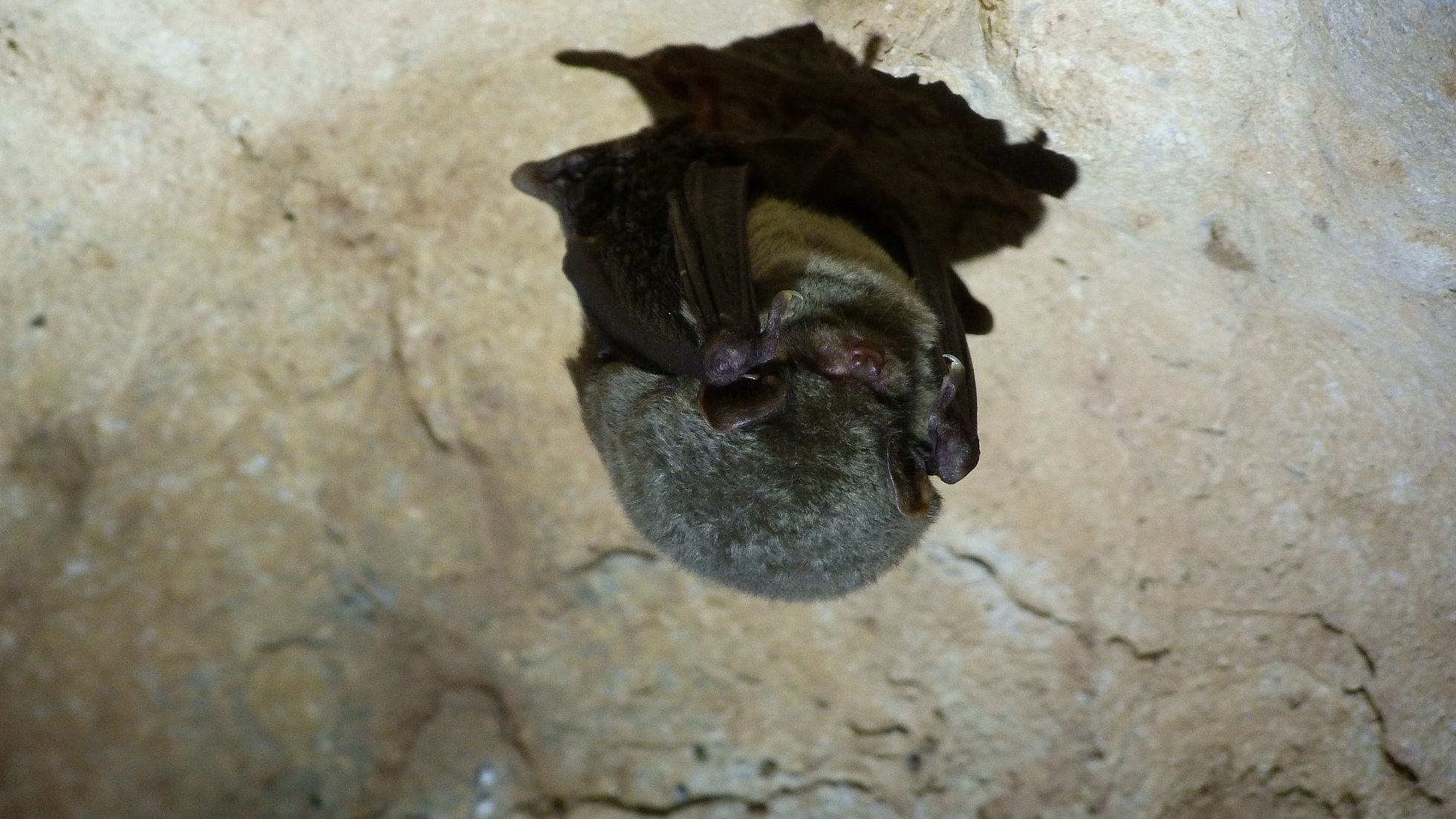 Minioptère de Schreibers dans la Grotte de Sare - Crédit : Thorsen Andronik – CEN Nouvelle-Aquitaine