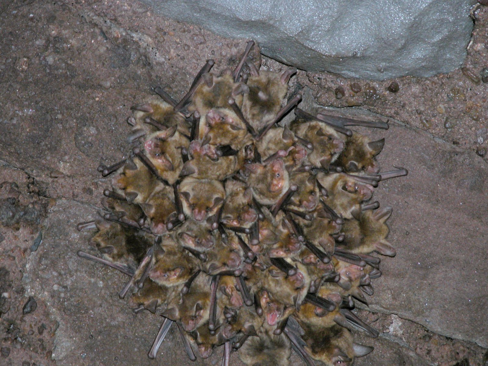 Grappe de chauve-souris Crédit : CEN Nouvelle-Aquitaine