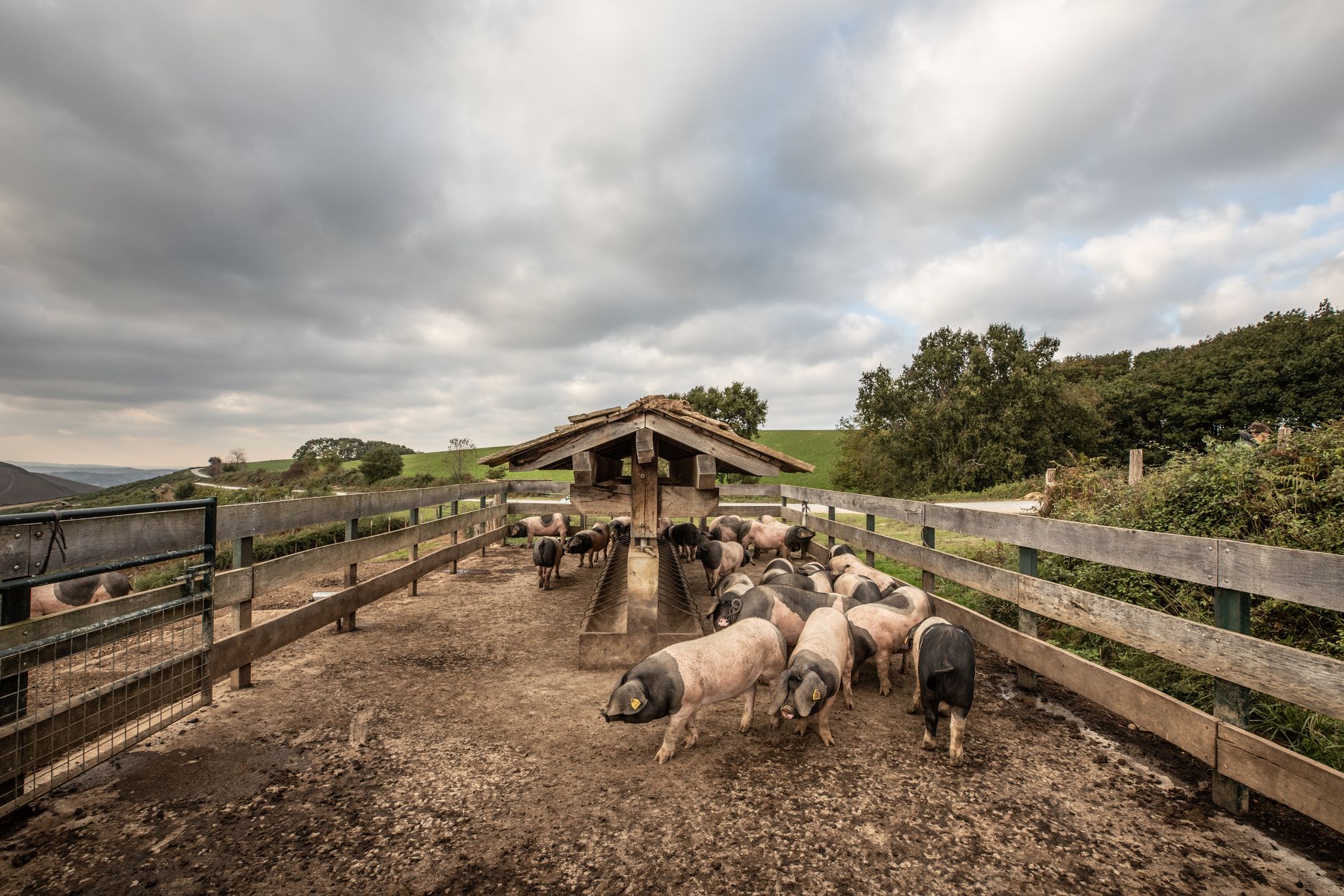 PORC BASQUE ZUHALMENDI