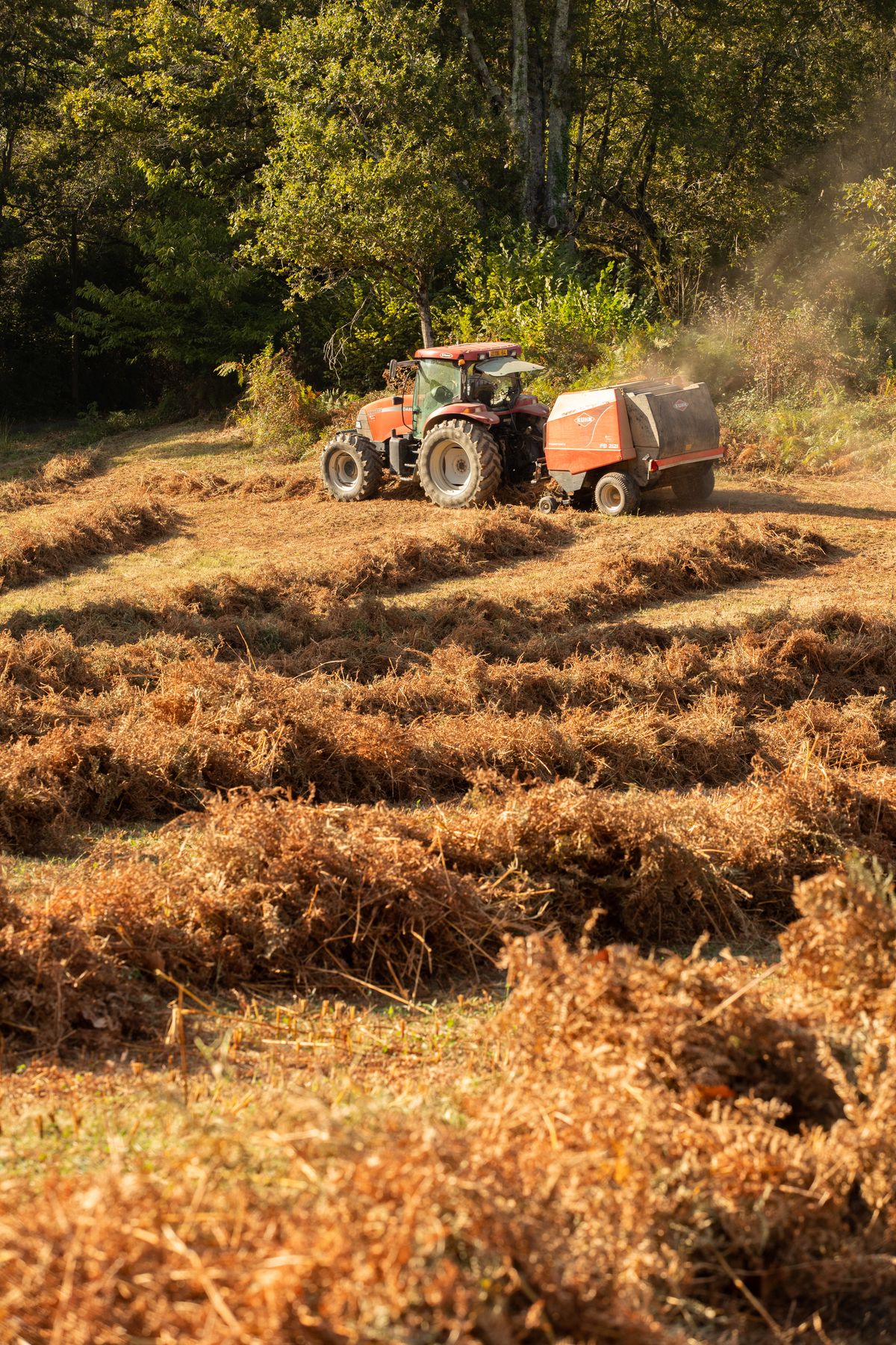 Prairies de fauches - Crédit : ©Communauté Pays Basque_ CarolePro