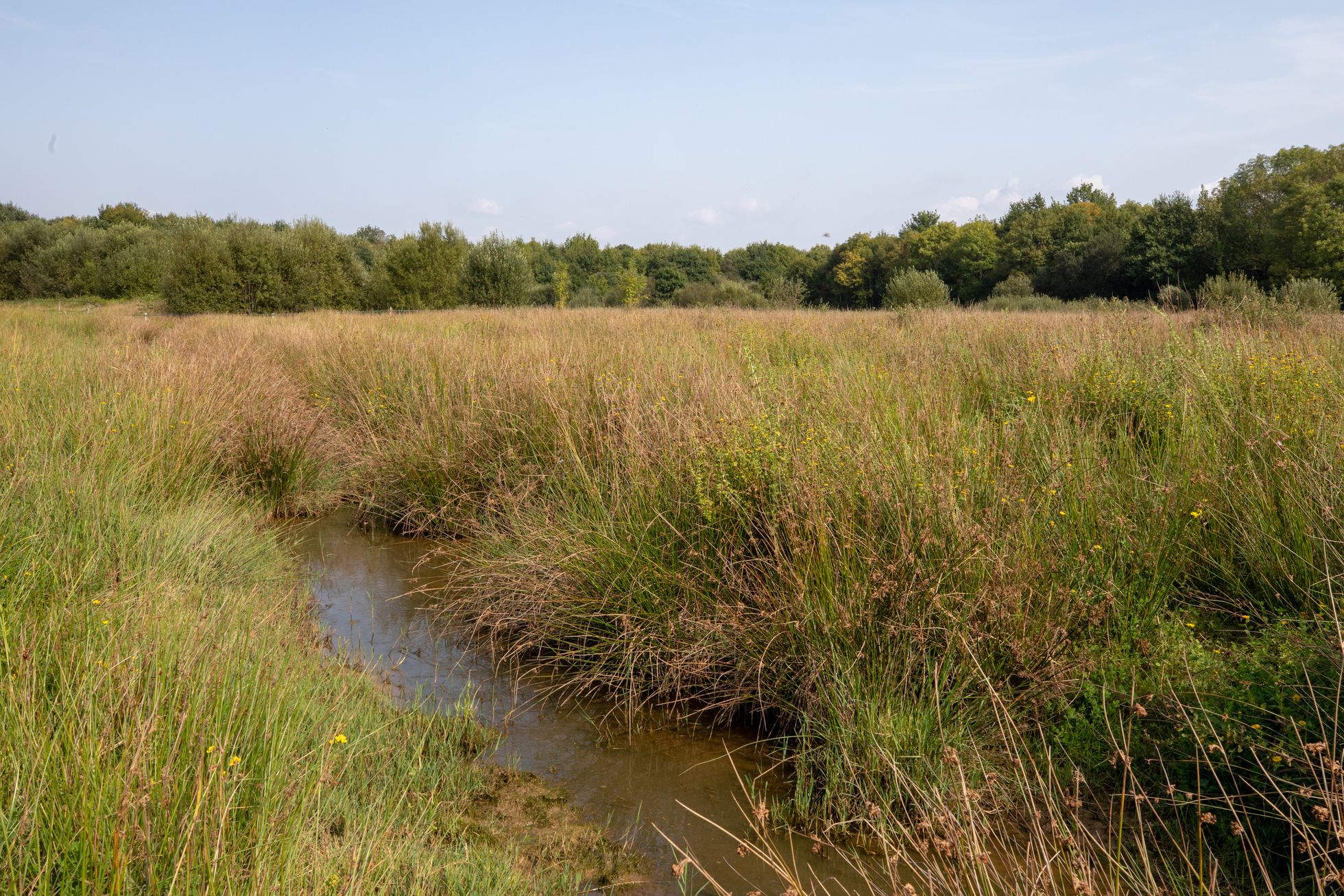 PRAIRIES HUMIDES ROSELIERES MAISON DES BARTHES