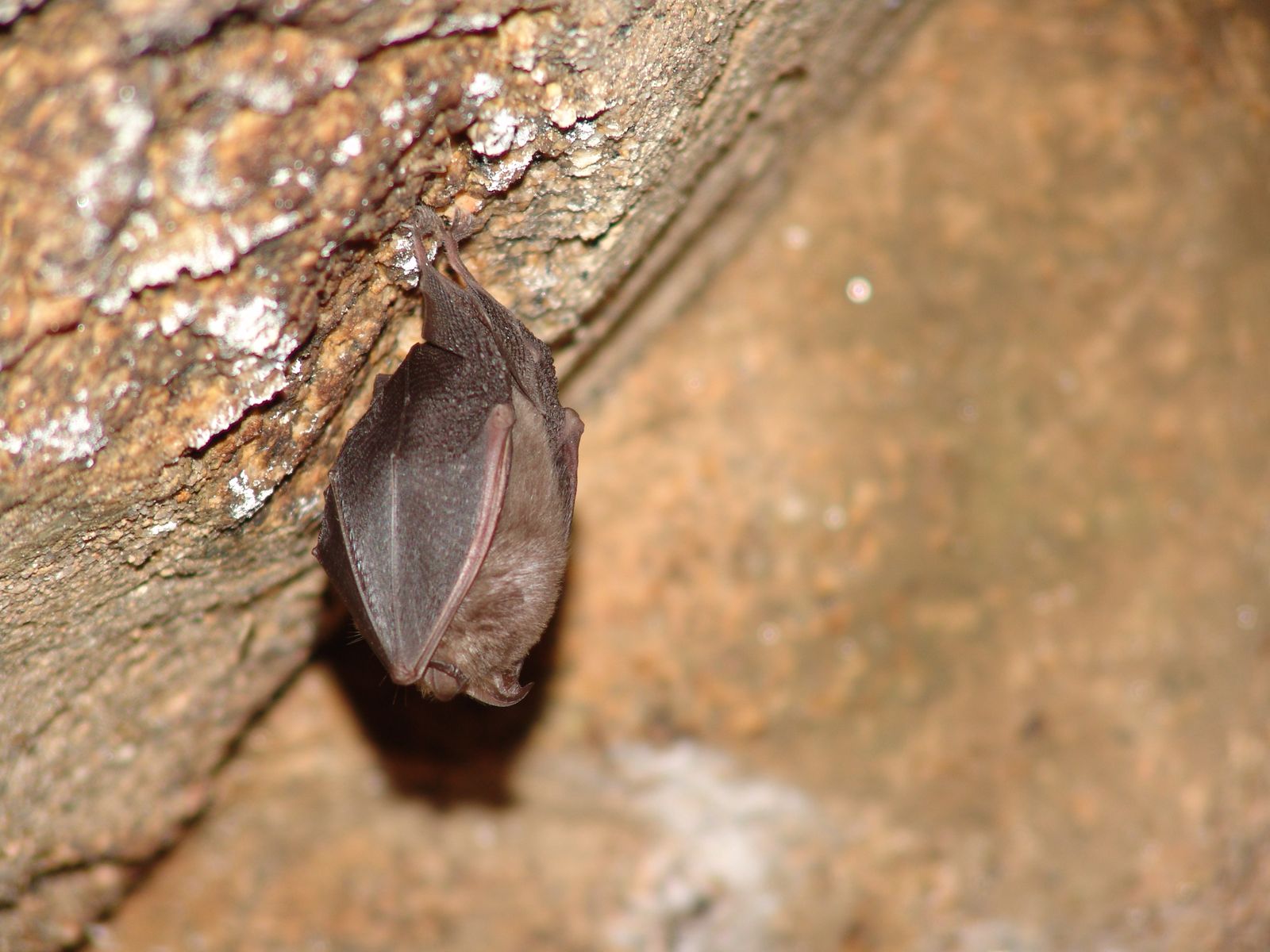 Petit Rhinolophe (Rhinolophus hipposideros) - Crédit : Philippe Durepaire – CEN Nouvelle-Aquitaine