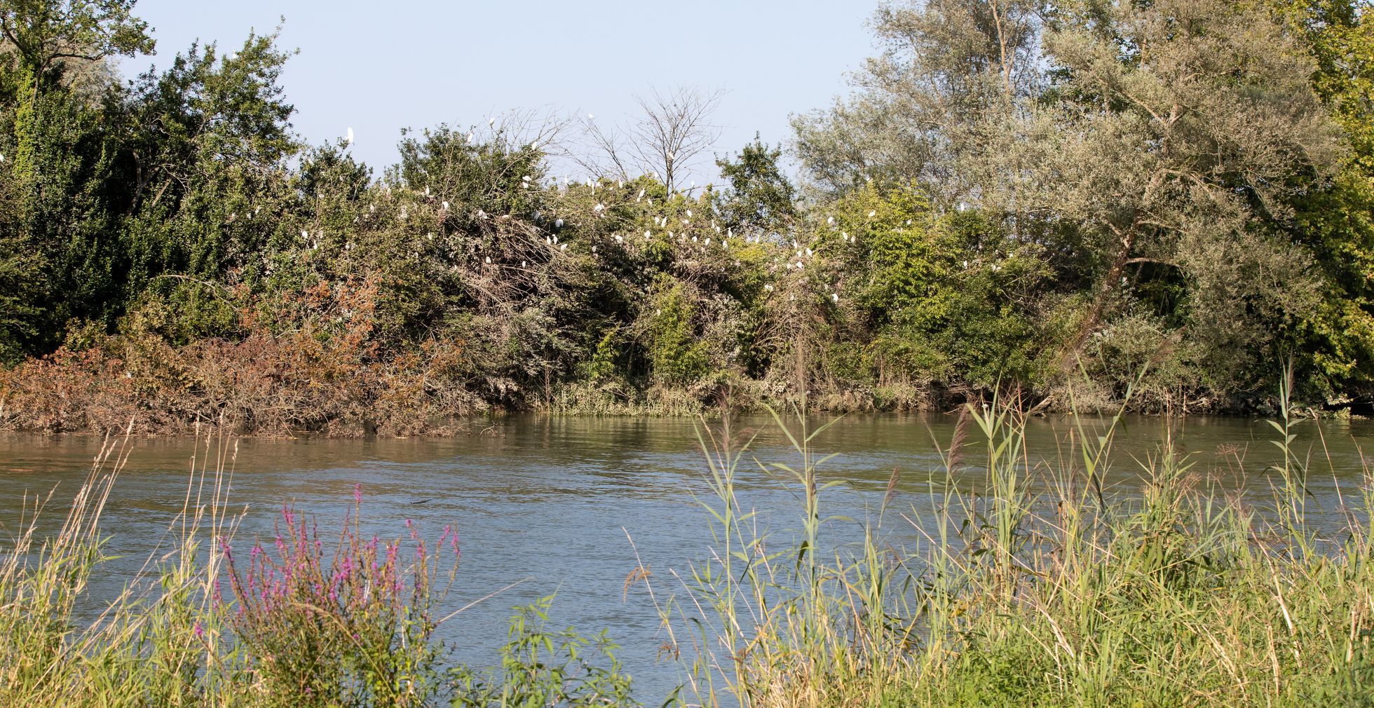 Rives de l'Adour