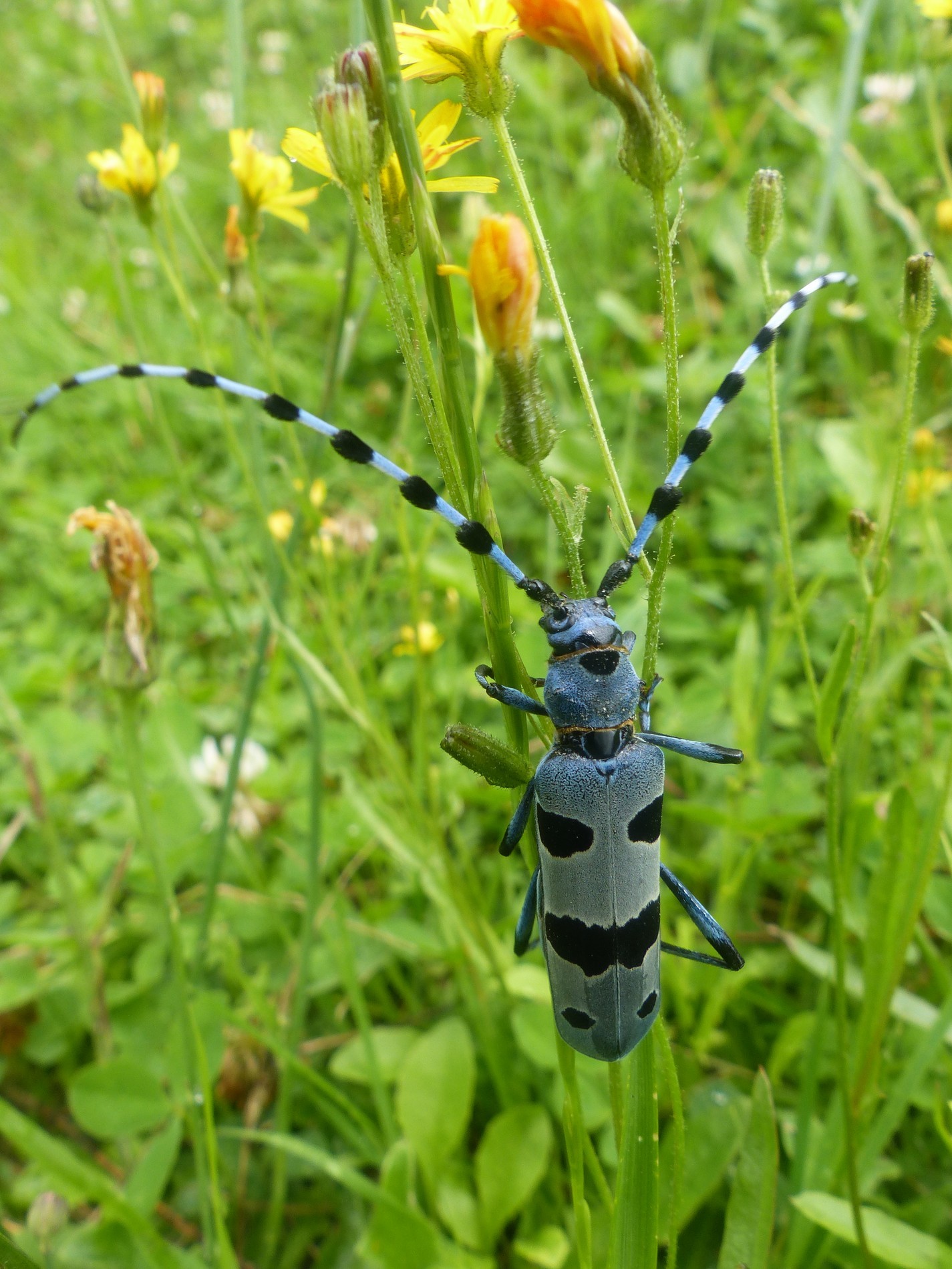 Rosalie des Alpes (Rosalia alpina) Crédit Bailleux Gilles