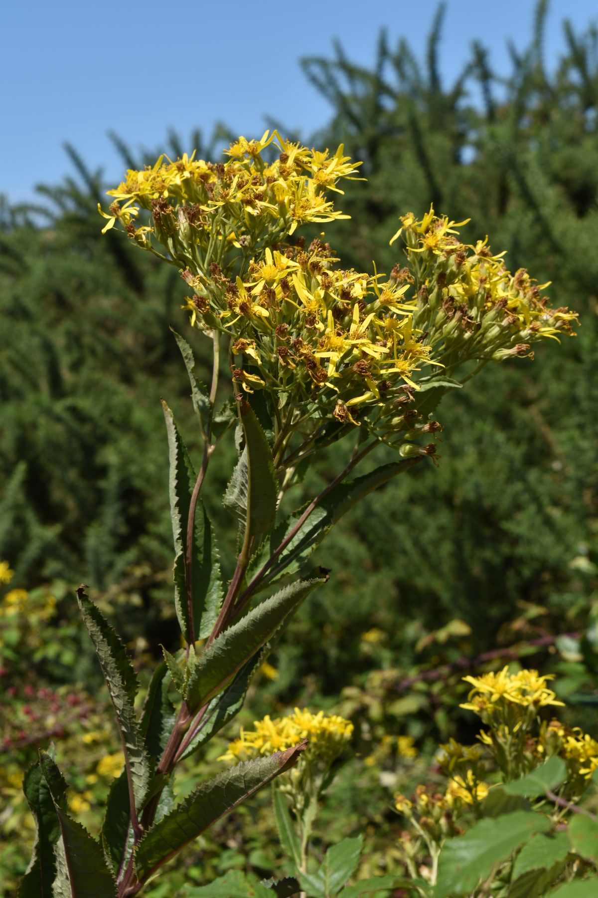 Seneçon de Bayonne (Senecio baionensis) - Crédit : Josselin Dufay – CBNSA