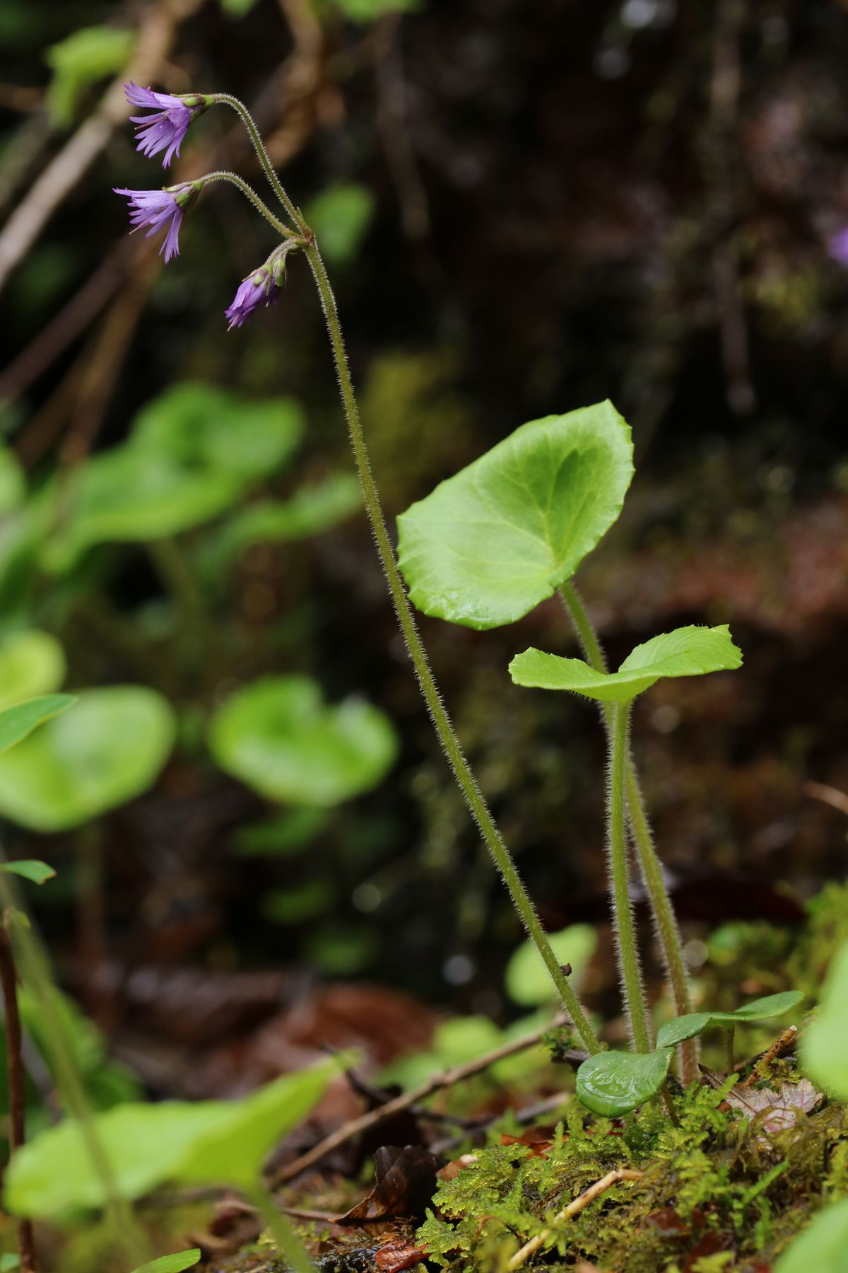 Soldanelle (Soldanella villosa) - Crédit : Néhémie Meslage – CBNSA