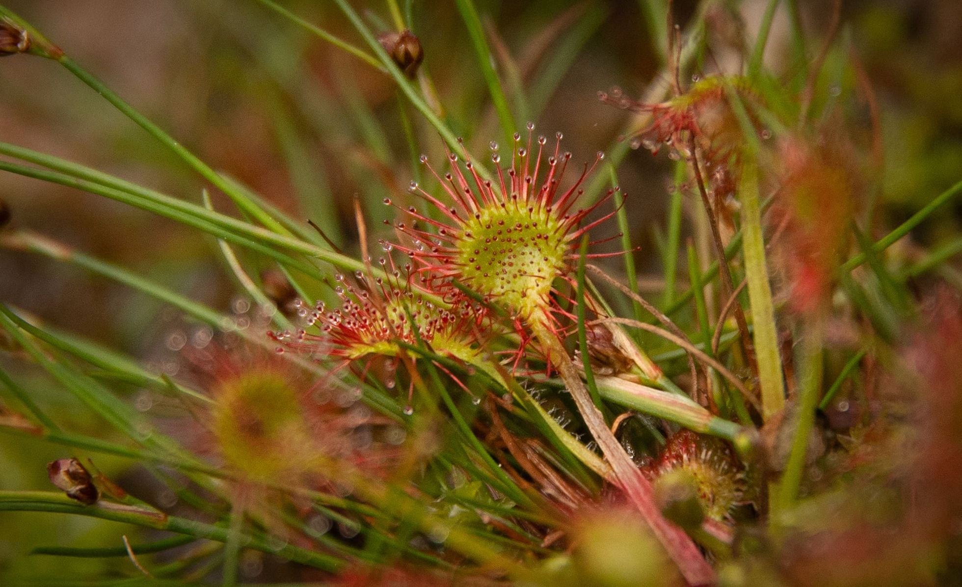 Drosera de tourbière - Crédit : ©Communauté Pays Basque_ CarolePro