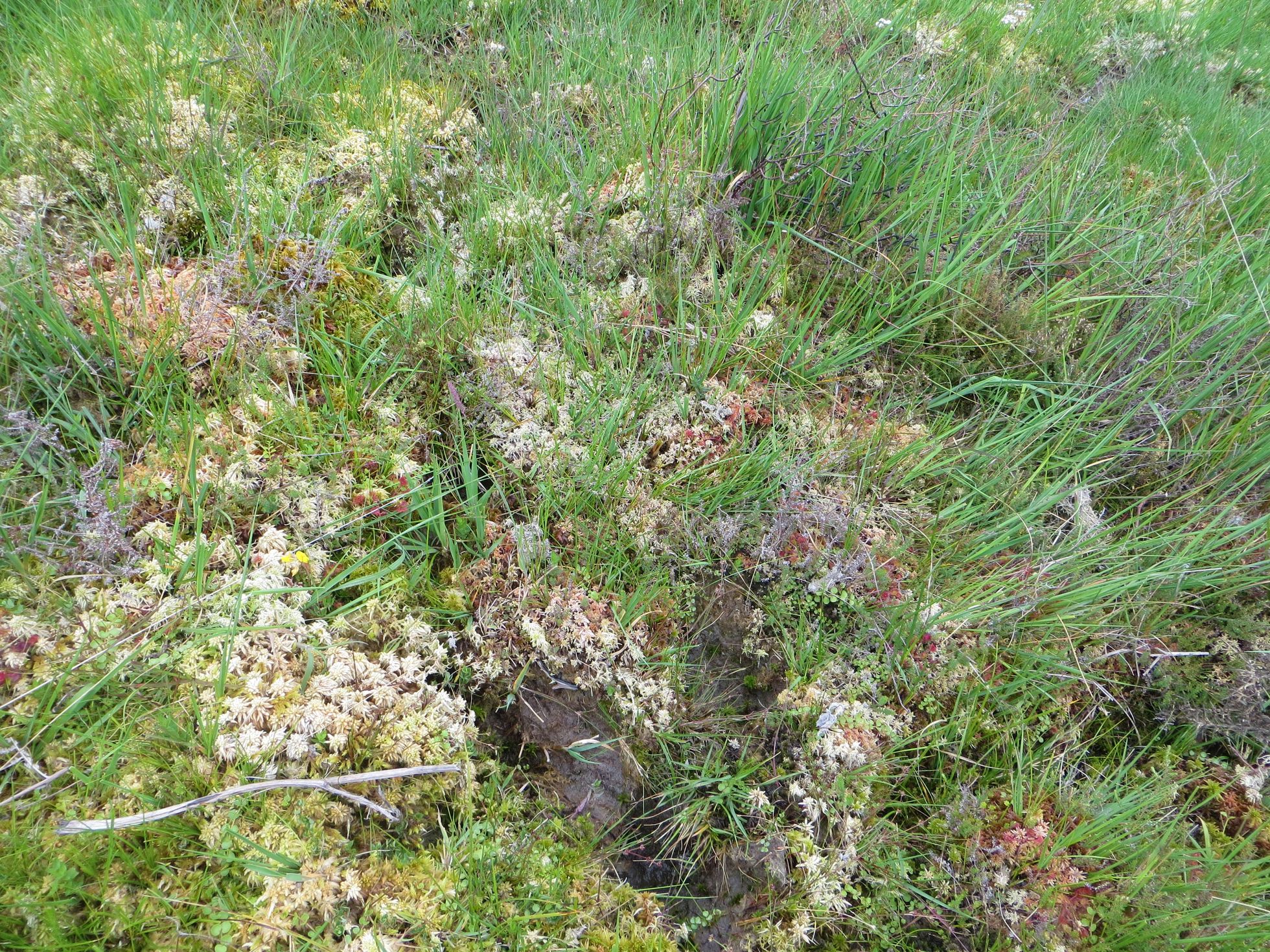 Végétation tourbeuse à Drosera ©Néhémie Meslage – CBNSA