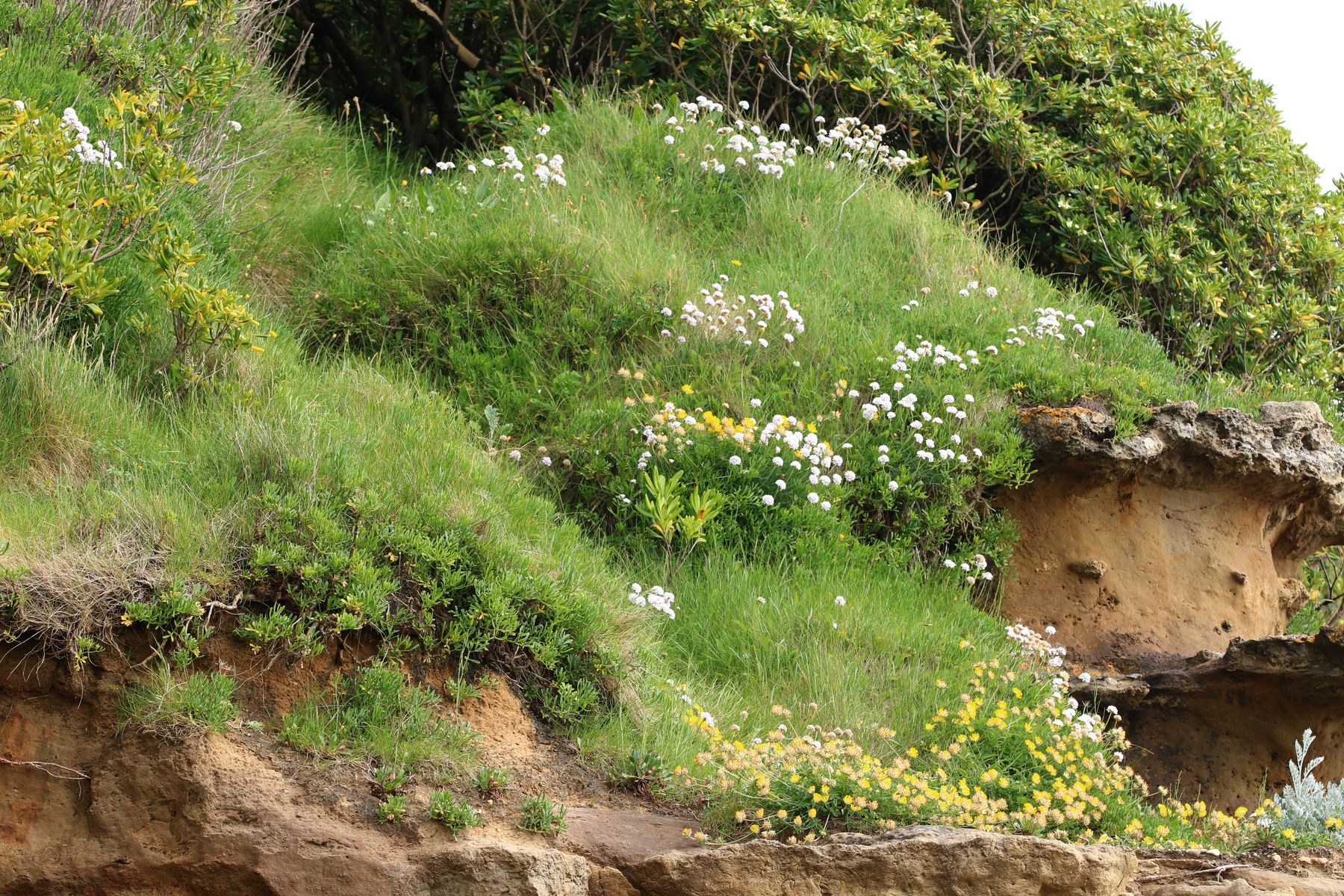 Pelouses aérohalines - Crédit : Communauté d’Agglomération Pays Basque