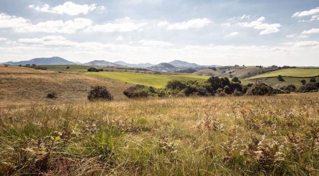 Prairies, landes et pelouses